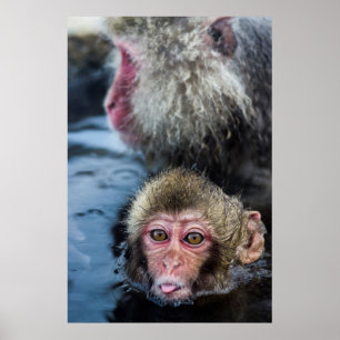 Poster Bebê japonês do Macaque