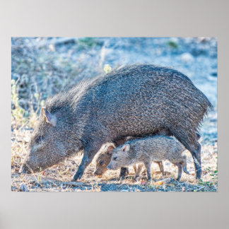 Pôster Bebê Javelina Porcos E Mãe No Sul Do Texas