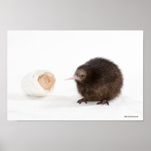 Poster Bebê Kiwi Bird Atingida de Ovo