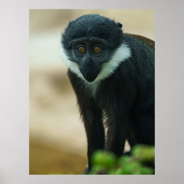 Poster Bebê L’Hoest Macaco (Frente)