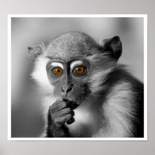 Pôster Bebê Mangabey Mackey