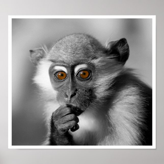 Pôster Bebê Mangabey Mackey (Frente)