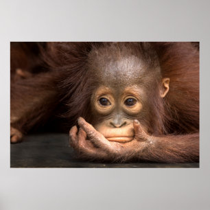 Poster Bebê Orangutan Descansa à Mão
