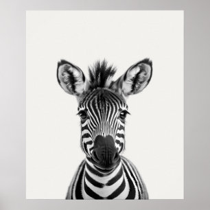 Poster Bebê Safari African Jungle Animal Zebra
