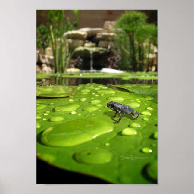Pôster Bebê Toad em Pond (Frente)