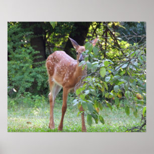 Poster Bebê White Sapatinho