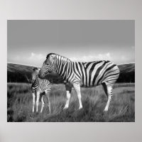 Bebê Zebra e mãe