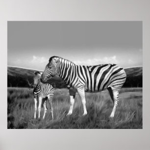 Pôster Bebê Zebra e mãe