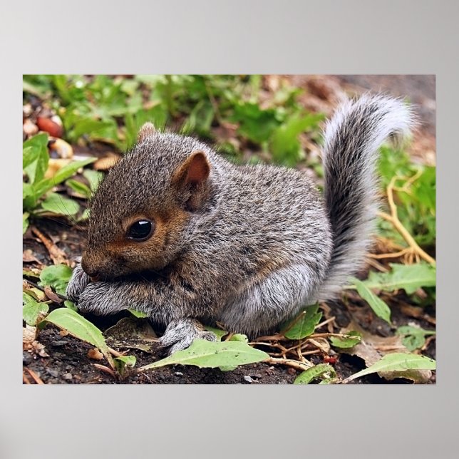 Poster BebêGrey (Frente)