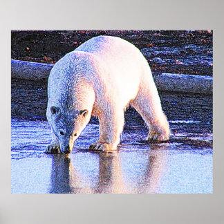 Pôster Bebendo de Urso Polar