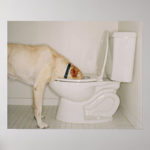Pôster Bebendo do cão fora do toalete