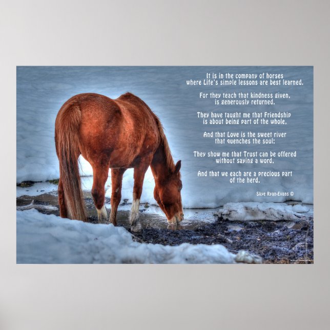 Pôster Bebendo Red Dun Ranch Horse & Equine Poem (Frente)