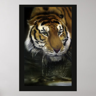Poster Bebendo Tiger