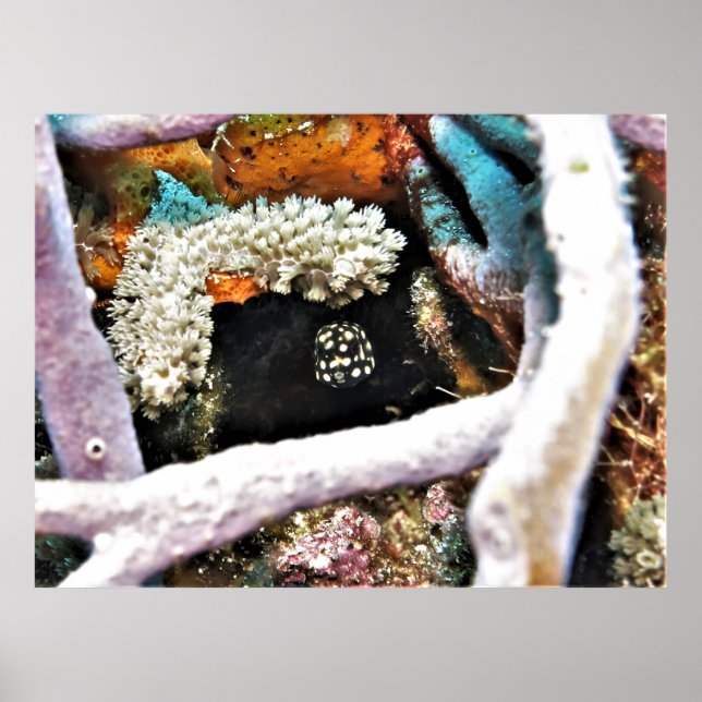 Poster Bebês-Boxfish (Frente)