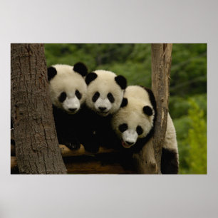 Poster bebês de panda gigante (Ailuropoda melanoleuca)