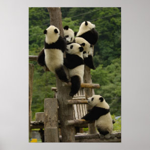 Poster bebês de panda gigante (Ailuropoda melanoleuca)