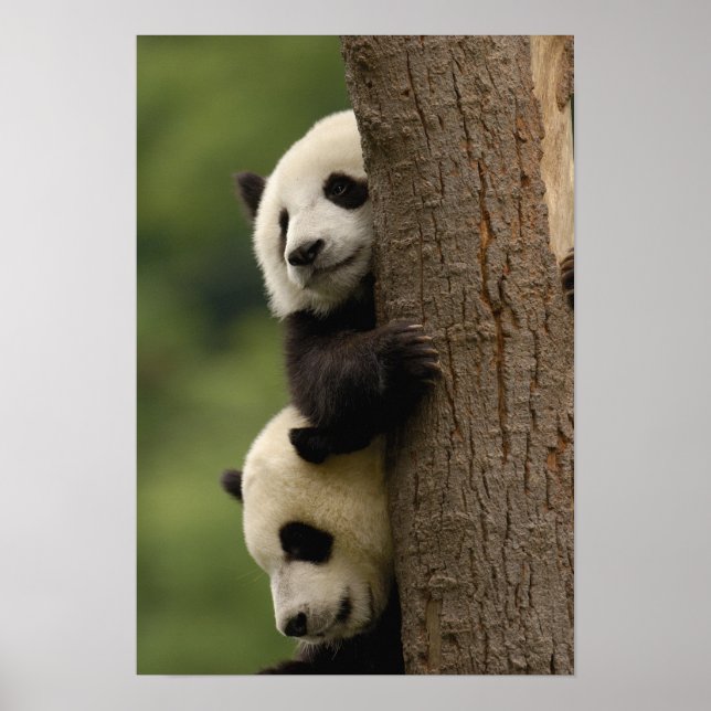 Poster bebês de panda gigante (Ailuropoda melanoleuca) (Frente)