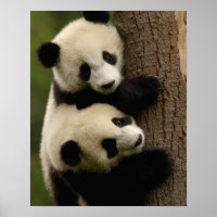Bebês de panda gigante (Ailuropoda melanoleuca) 2