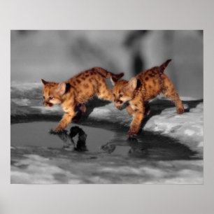 Poster Bebês Leopardos