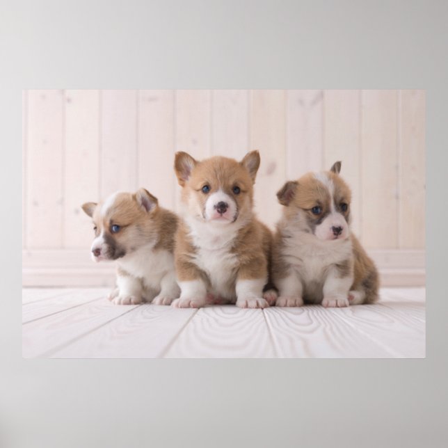Poster Bebês Mais Pobres | 3 Bebês-Corgis (Frente)