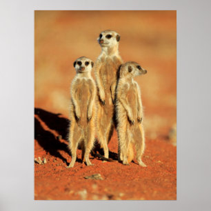 Poster Bebês Mais Pobres 3 Meerkats