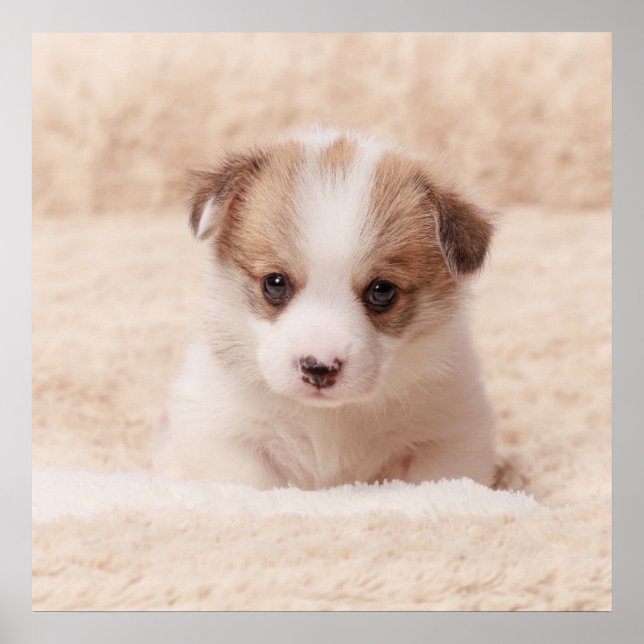 Poster Bebês Mais Pobres | Baby Corgi (Frente)