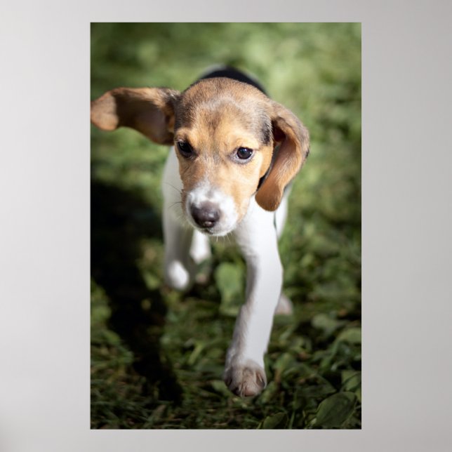 Poster Bebês Mais Pobres | Beagle Puppy (Frente)