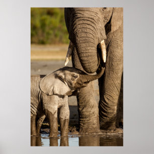 Poster Bebês Mais Pobres Bebê Elefante e mamã