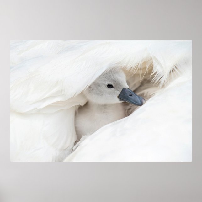 Poster Bebês Mais Pobres | Bebê-Mute Swan (Frente)