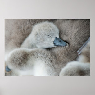 Poster Bebês Mais Pobres Bebê-Mute Swan