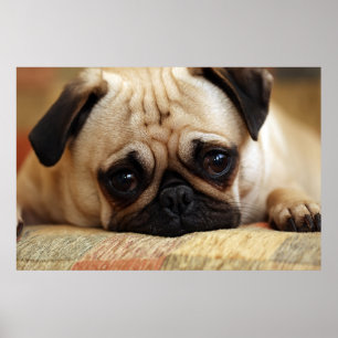 Poster Bebês Mais Pobres   Bebê Pug Puppy