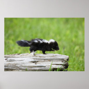 Poster Bebês Mais Pobres Bebê Skunk