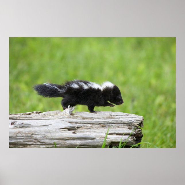 Poster Bebês Mais Pobres | Bebê Skunk (Frente)