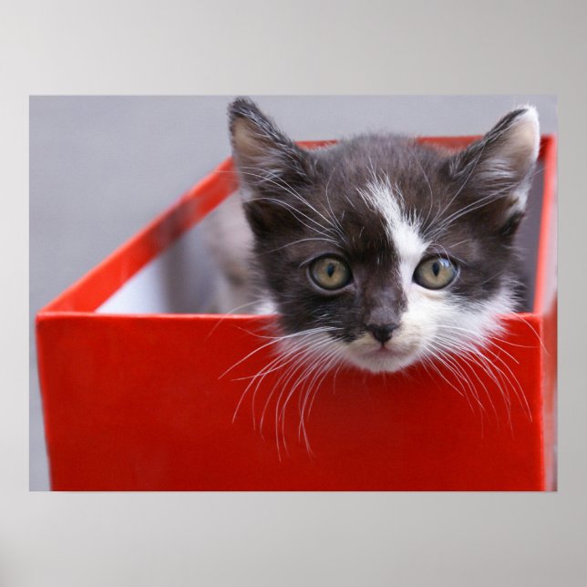 Poster Bebês Mais Pobres | Black & White Kitten (Frente)