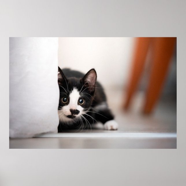 Poster Bebês Mais Pobres | Black & White Kitten (Frente)