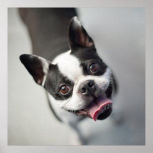 Poster Bebês Mais Pobres   Boston Buldog Smile