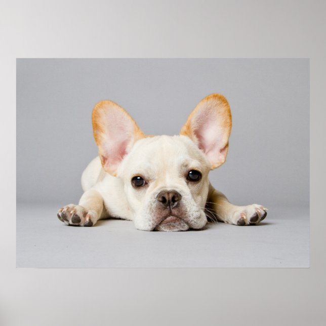 Poster Bebês Mais Pobres | Buldogue Francês Deitado (Frente)
