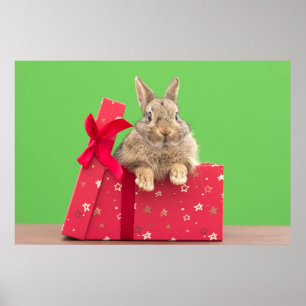 Poster Bebês Mais Pobres Bunny Natal