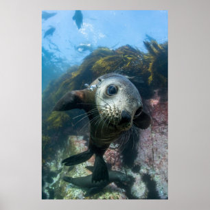 Poster Bebês Mais Pobres Cabo de peles submarinas