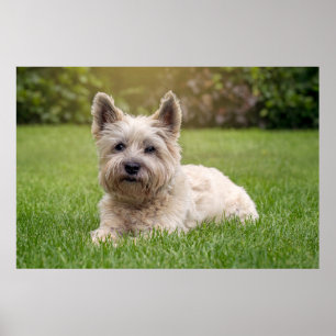 Poster Bebês Mais Pobres   Cairn Terrier Dog