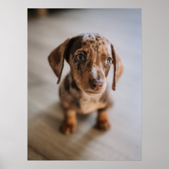 Poster Bebês Mais Pobres | Castanho Dachshund Puppy (Frente)