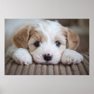 Poster Bebês Mais Pobres | Cavashon Puppy