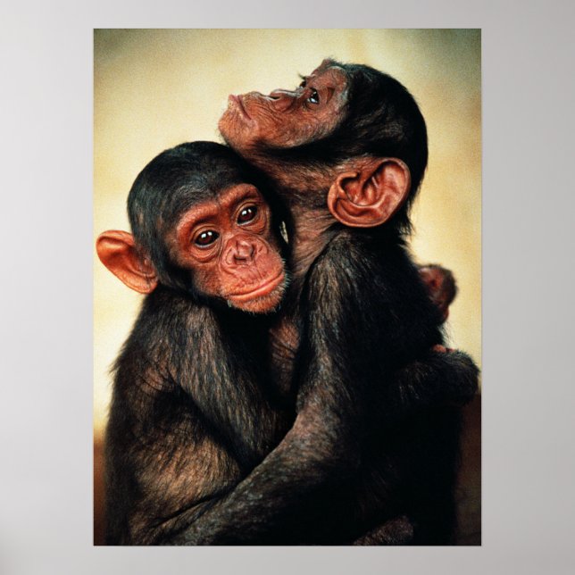 Poster Bebês Mais Pobres | Chimpanzé Hug (Frente)