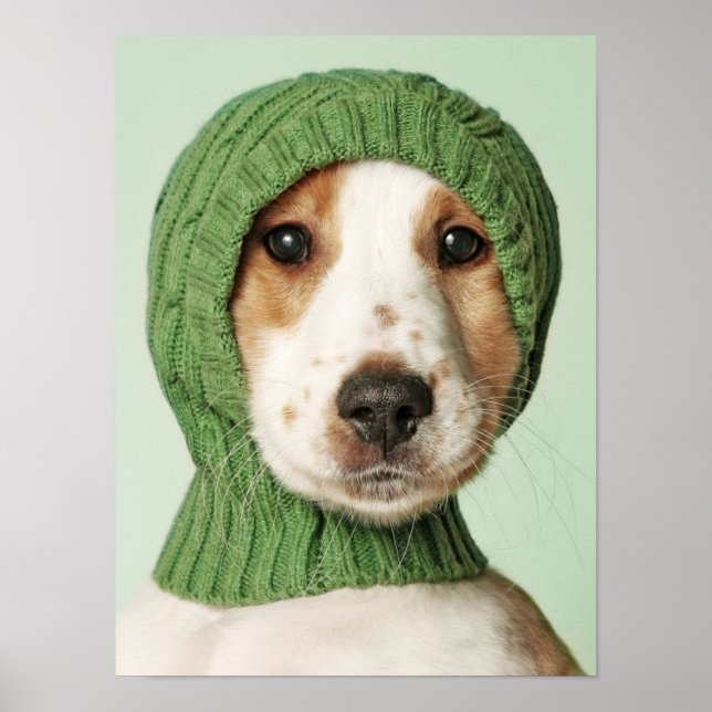 Poster Bebês Mais Pobres | Cocker Spaniel Puppy (Frente)