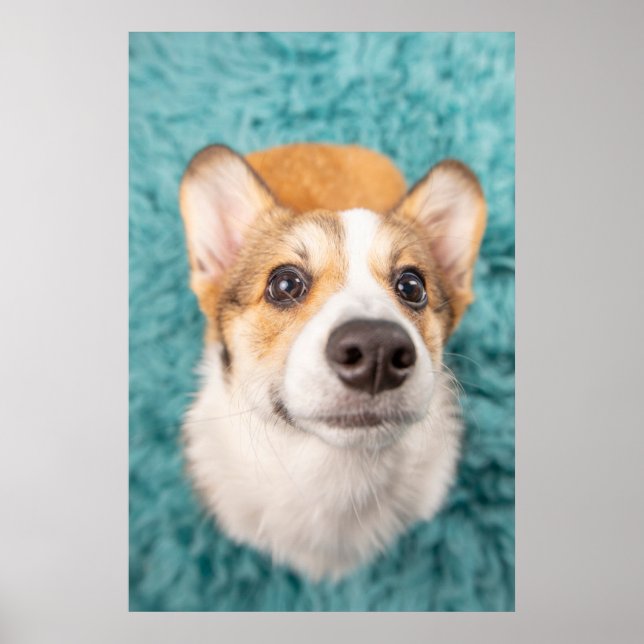Poster Bebês Mais Pobres | Corgi Doce Face Puppy (Frente)