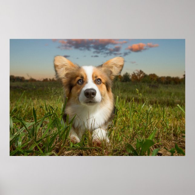 Poster Bebês Mais Pobres | Corgi em Jardim Nublado (Frente)