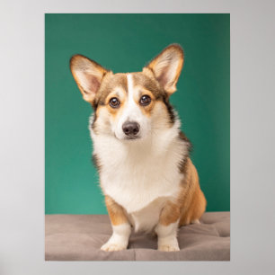 Poster Bebês Mais Pobres   Corgi em Teal