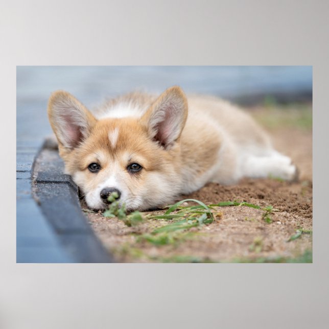 Poster Bebês Mais Pobres | Corgi Lay in the Yard (Frente)