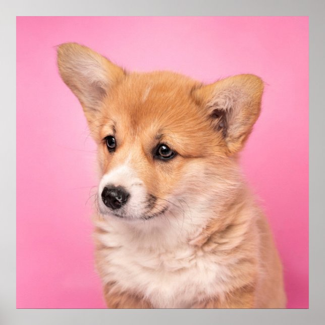 Poster Bebês Mais Pobres | Corgi Puppy a rosa (Frente)