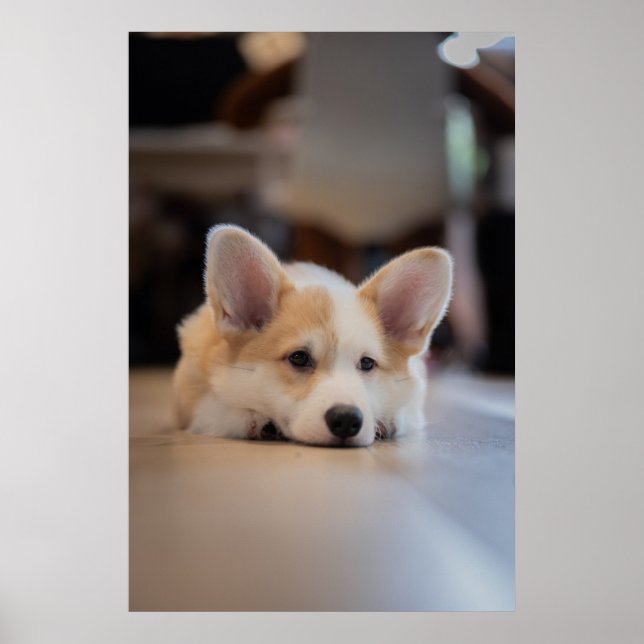 Poster Bebês Mais Pobres | Corgi-Puppy com sono (Frente)